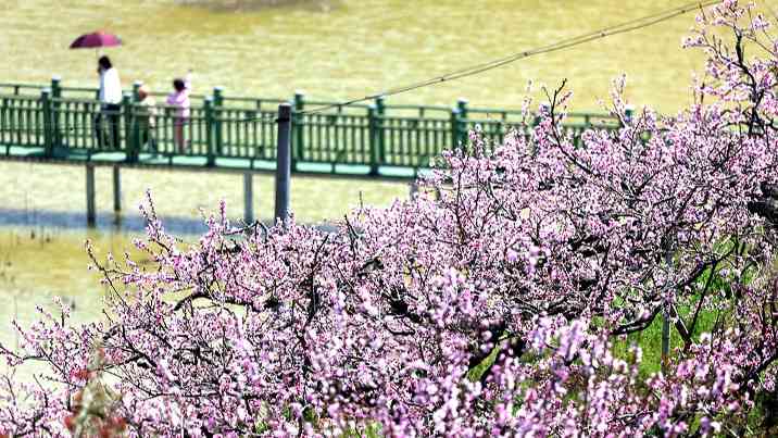 千亩桃林与油菜花海，乡村旅游新图景助农增收