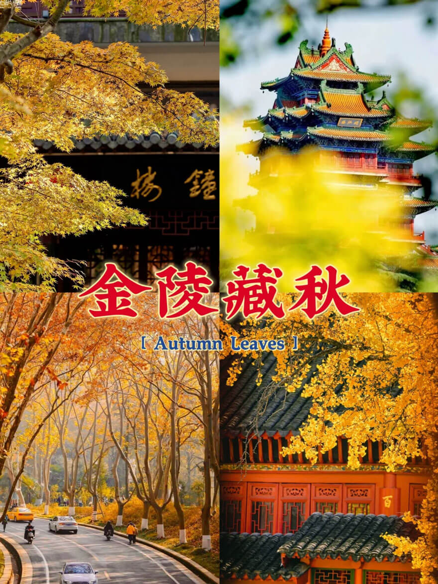11月份江苏南京 · 六朝古都的秋日浪漫.jpg