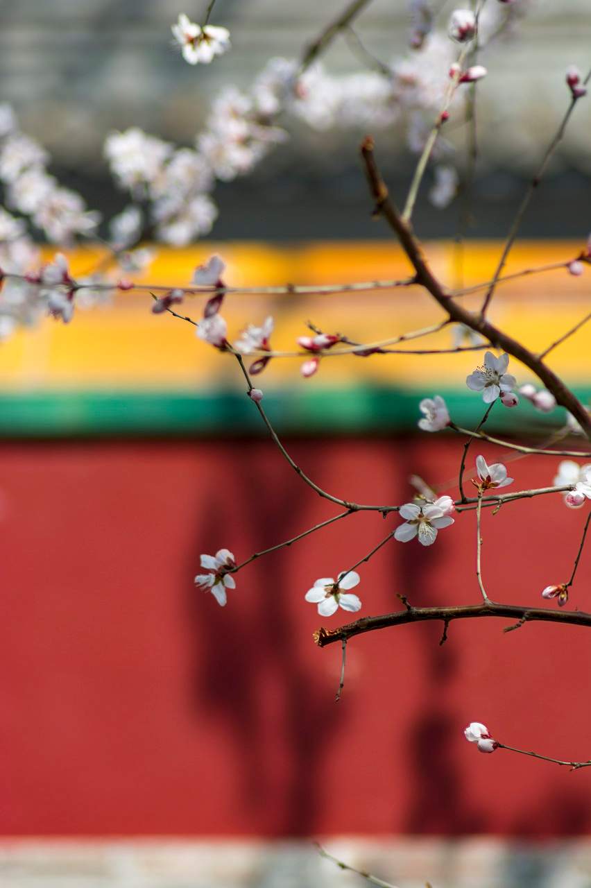 立春燂春习俗：浙南樟木熏燎迎新春的传统仪式