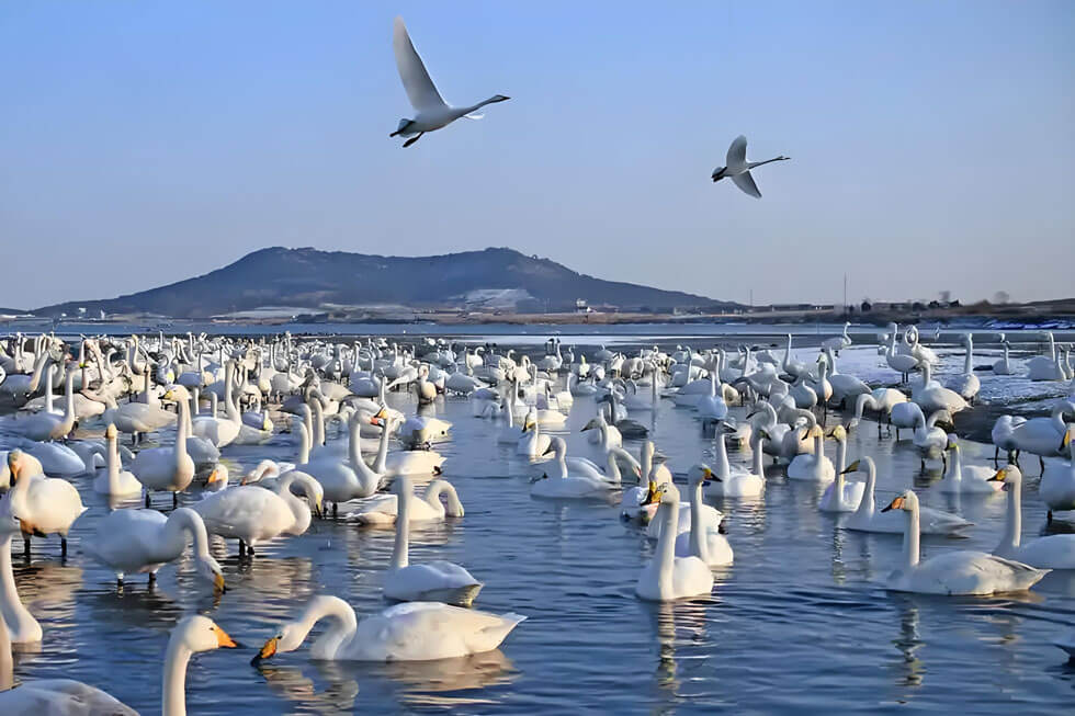 荣成天鹅湖湿地公园.jpg