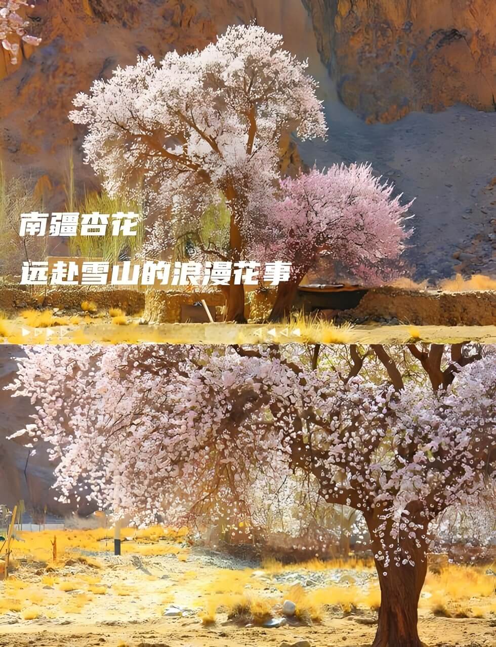 新疆帕米尔高原杏花.jpg
