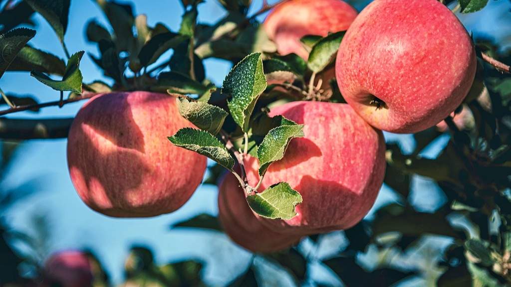 甘肃苹果丰收季开启 崇信县早熟品种抢鲜上市