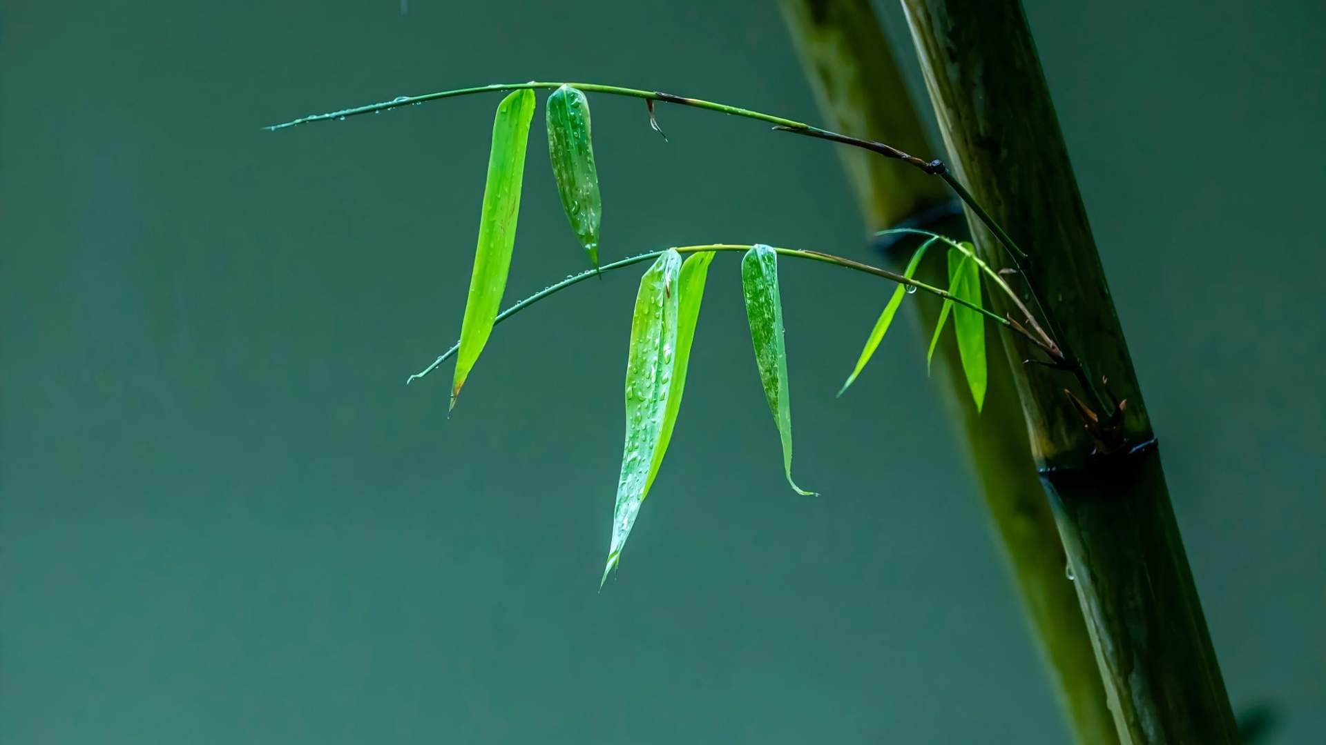 成都道明竹编传承千年技艺 文化兴村走出非遗发展新路径