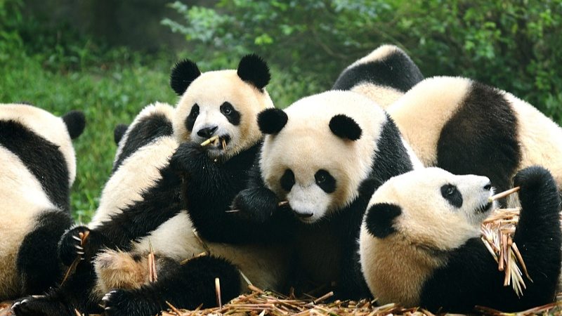 四川推出10条世运主题入境游线路 打造文化旅游新体验