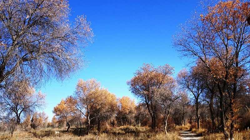 泽普县第六届丝路文化胡杨节10月24日开幕 8大主题活动等你来体验
