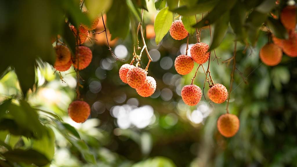 荔枝文化热潮背后的产业融合新路径
