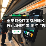 重庆阿蓬江国家湿地公园：群鹭归来 逐江“起舞”（图4）
