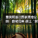 重庆阿蓬江国家湿地公园：群鹭归来 逐江“起舞”（图1）