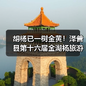 胡杨已一树金黄!泽普县第十六届金湖杨旅游文化季邀您来品(图3) 胡杨已一树金黄!泽普县第十六届金湖杨旅游文化季邀您来品(图3)