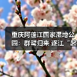 重庆阿蓬江国家湿地公园:群鹭归来 逐江“起舞”(图3) 重庆阿蓬江国家湿地公园:群鹭归来 逐江“起舞”(图3)