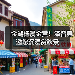 金湖杨漫金黄！泽普县邀您沉浸赏秋景（图1）