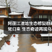 阿蓬江湿地生态修复群鹭归来 生态奇迹再现乌江画廊（图1）