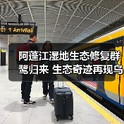 阿蓬江湿地生态修复群鹭归来 生态奇迹再现乌江画廊（图4）