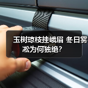 玉树琼枝挂峨眉 冬日雾凇为何独绝？（图3）