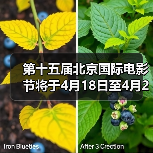 第十五届北京国际电影节将于4月18日至4月26日在京举办（图1）
